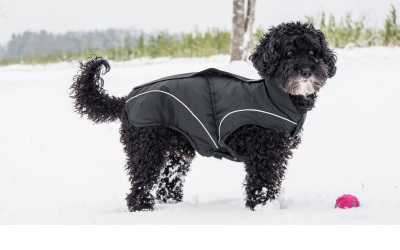 DogBite Wintermantel, schwarz DogBite Wintermantel, schwarz