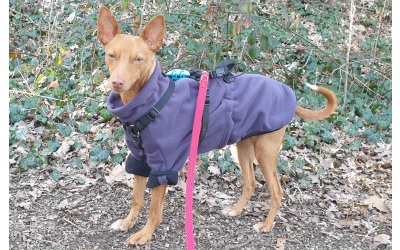 iqo wind- und wasserdichte Hundejacke Frosti VXf, lila/schwarz iqo wind- und wasserdichte Hundejacke Frosti VXf, lila/schwarz