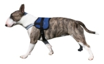 Aqua Coolkeeper Cooling Survival Harness khlendes Hundegeschirr, Pacific Blue