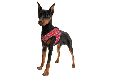 Aqua Cool Keeper Cooling Comfy Harness, red western Aqua Cool Keeper Cooling Comfy Harness, red western