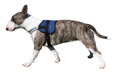 Aqua Coolkeeper Cooling Survival Harness kühlendes Hundegeschirr, Pacific Blue Aqua Coolkeeper Cooling Survival Harness kühlendes Hundegeschirr, Pacific Blue
