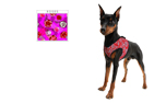 Aqua Cool Keeper Cooling Comfy Harness, roses