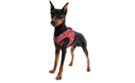 Aqua Coolkeeper Cooling Comfy Hundegeschirr, red western