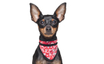 Aqua Coolkeeper Cooling Hunde Bandana, red western