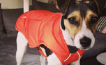 Ruffwear Quinzee Winterjacke, Sockeye Red