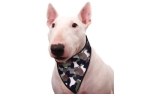 Aqua Coolkeeper Cooling Hunde Bandana, camouflage