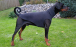 IQO Hundepullover Classic P1, anthrazit