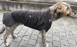 IQO VX Softshell Hundemantel schwarz