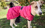 Hundemantel Summit Parka (Hurtta), kirsche