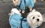 Hurtta Regenjacke Rain Blocker, mint hellblau