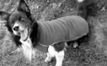 iqo Thermo-Fleece Hundepullover Comfy (inkl. Reflektoren), granit