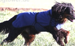 IQO VXf Softshell Hundemantel dunkelblau