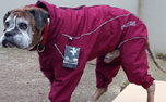 rukka Thermal Hundeoverall, wine