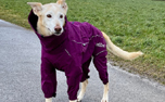 rukka Hundeoverall Protect 2.0, lila