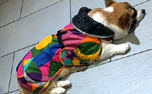 Pomppa Perus Kymppi Hundemantel, farbmix