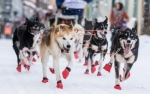 Non Stop Dogwear Long Distance Booties