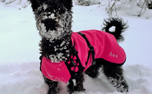 Pink Pepper HighTech Thermofleece Hundemantel IQO VXf