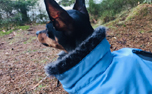 Hundemantel Wolters Parka, riverside blue